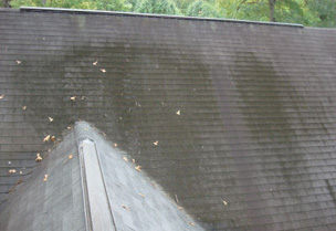 Roof Algae